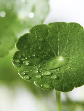 Exosome & Niacinamide Serum with Centella Asiatica